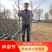 新品种脆甜冬枣树苗2代3代甘甜沾化大枣树木包成活