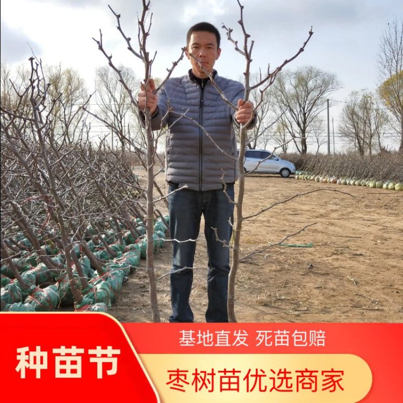 新品种脆甜冬枣树苗2代3代甘甜沾化大枣树木包成活