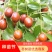 【诚信商家】枣树苗冬枣苗金丝枣苗基地直供现挖现发