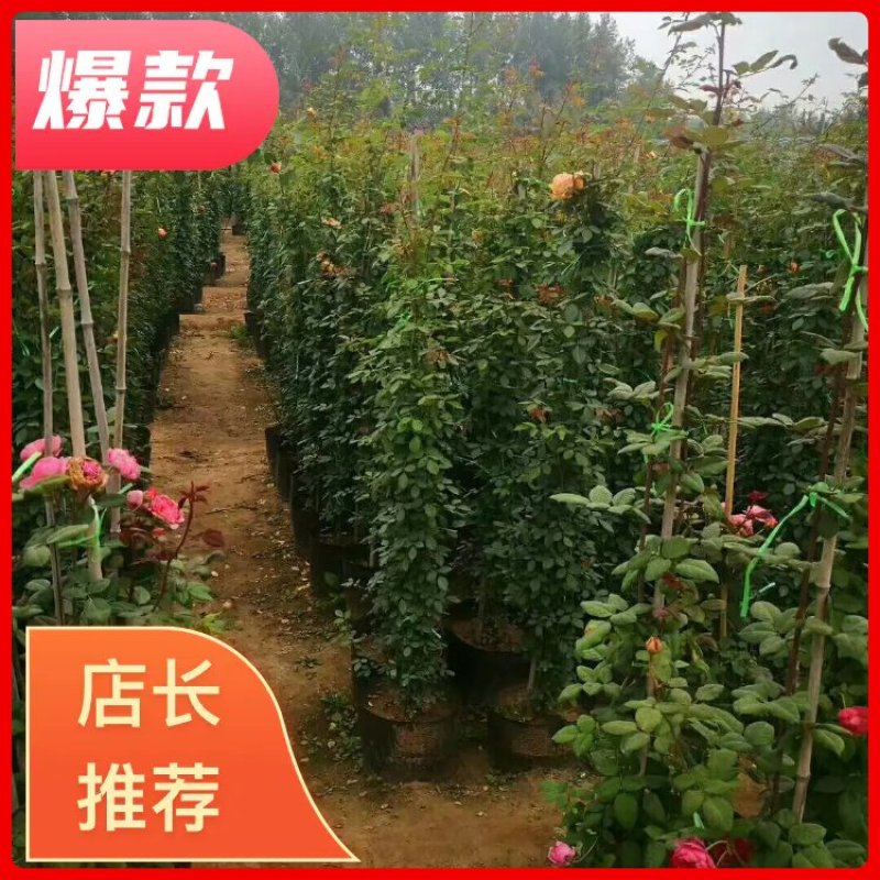 藤本月季欧月大花，一手货源，产地直供，可视频看货