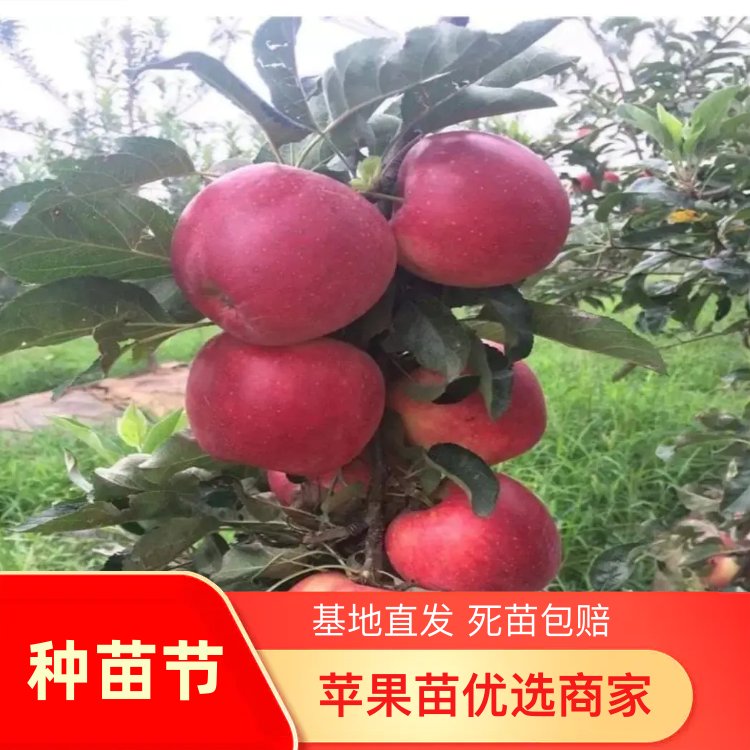 昭通糖心苹果苗,红露,华硕,2001,烟富系列,假一赔十