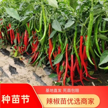 辣椒苗：二金条（软皮、硬皮）艳红、艳椒5号