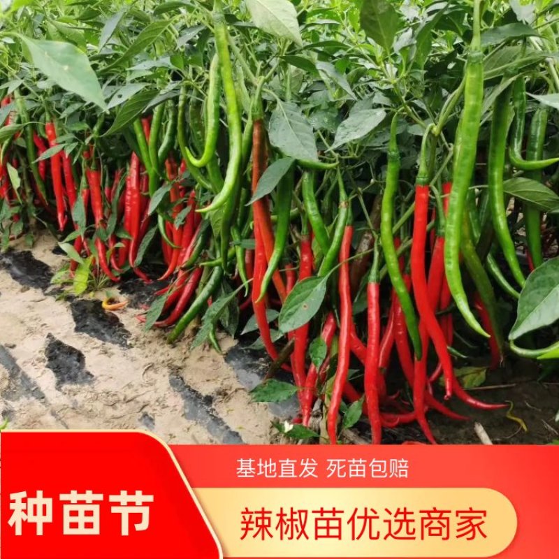 辣椒苗：二金条（软皮、硬皮）艳红、艳椒5号
