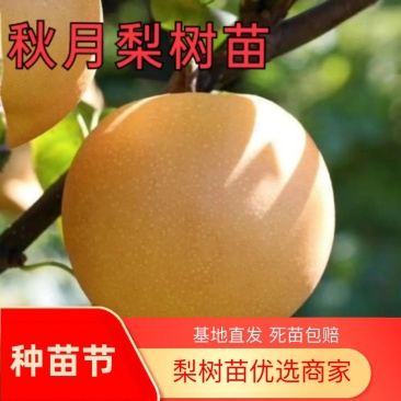 秋月梨树苗砀山梨苗安徽梨苗秋月梨苗地栽盆栽