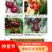 樱桃苗齐早鲁樱3号俄罗斯8号车厘子辉煌美早品种齐全