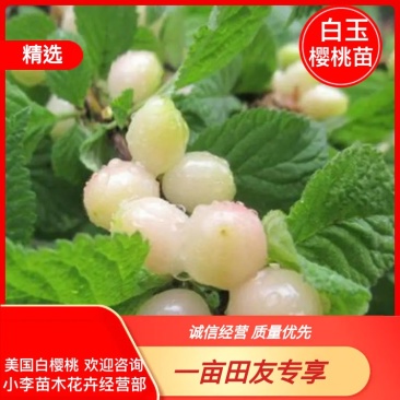 白玉樱桃树苗，嫁接大樱桃苗，白玉樱桃苗，车厘子樱桃树