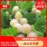 白玉樱桃树苗，嫁接大樱桃苗，白玉樱桃苗，车厘子樱桃树