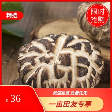 天然精选茶花菇,产地直销,优质货源,欢迎选购