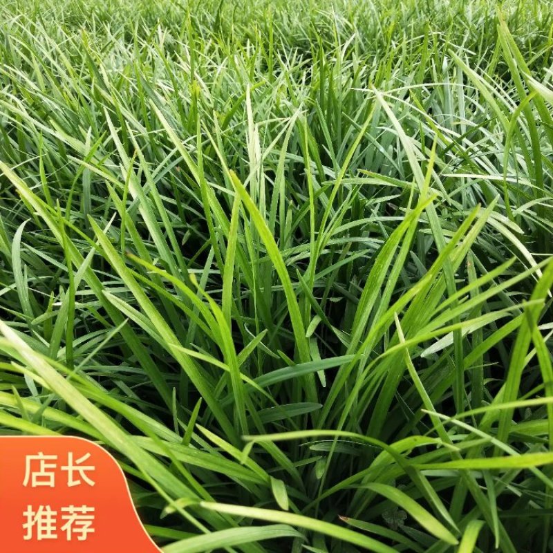 兰花三七草，精品兰花三七草基地直销，当天起苗当天发货