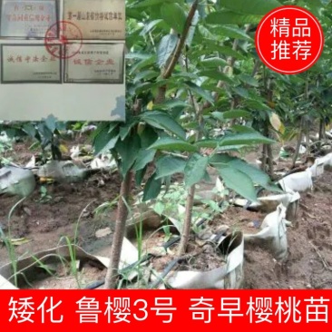 【纯正】矮化樱桃苗鲁樱3号、奇早,瑞德技术指导签合同