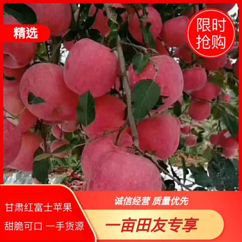 甘肃红富士苹果，一手货源，量大从优模式代收代贮大包合作。