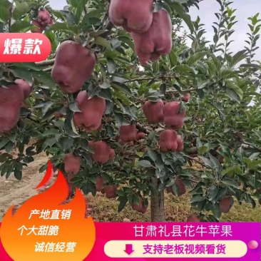 【精选】甘肃特产花牛苹果冷库货大量出货实力代办视货