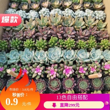 13色混色117颗多肉植物