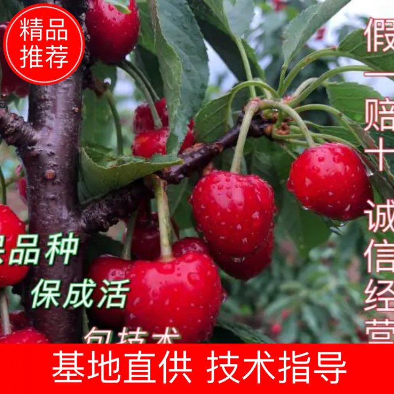 樱桃苗大樱桃苗俄八樱桃苗美早大樱桃树苗