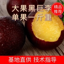 李子苗黒霸王李子苗大果李子苗0.6com以上一级苗
