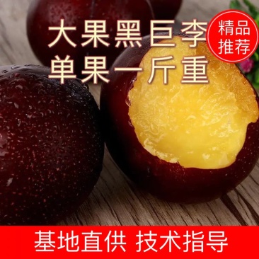李子苗黒霸王李子苗大果李子苗0.6com以上一级苗