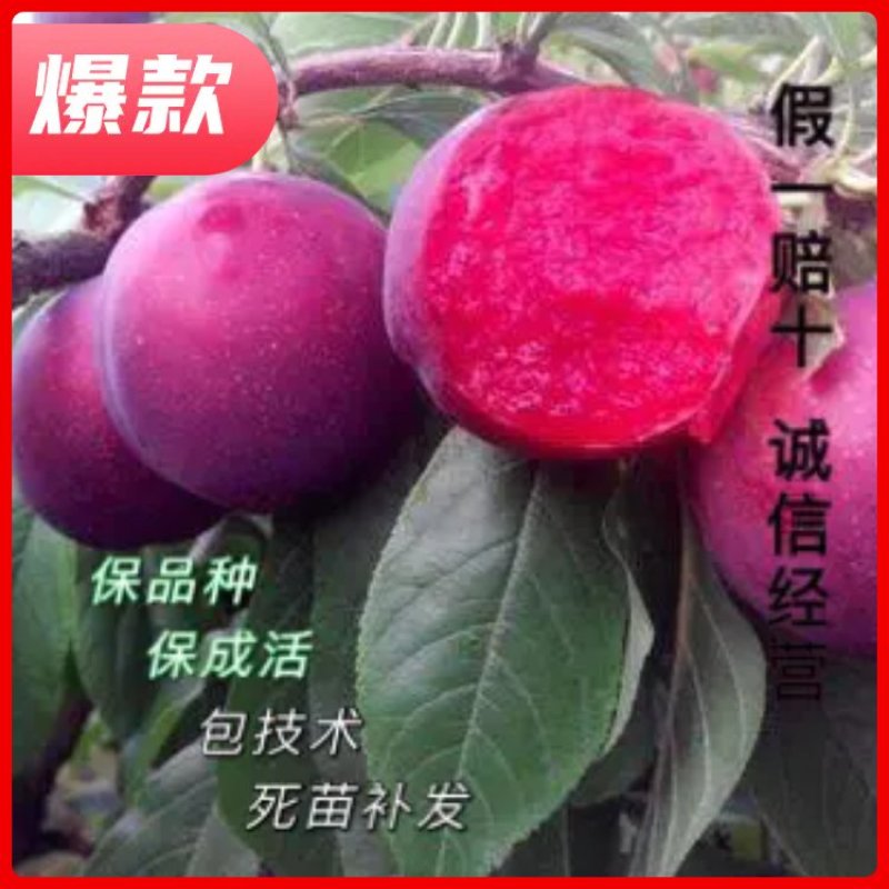李子苗国峰七李子苗，含糖量23以上，色泽好看，果肉饱满
