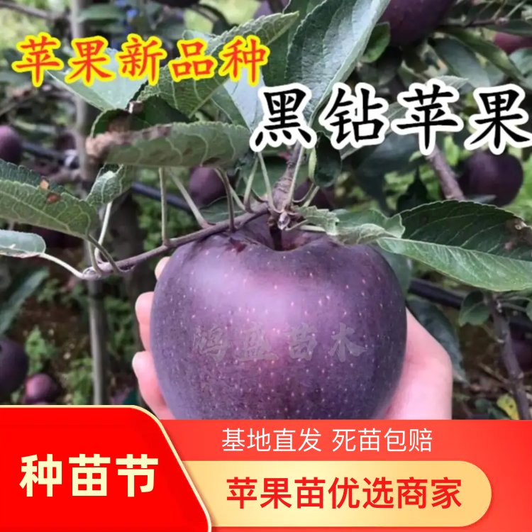 昭通糖心苹果苗,红露,华硕,2001,烟富系列,假一赔十