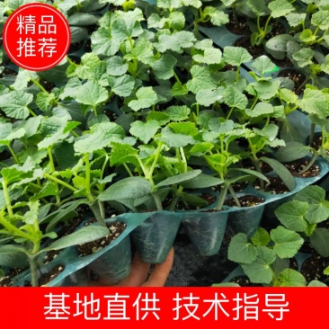 优质美浓香瓜嫁接苗，基地直发，质量保障，可视频看货
