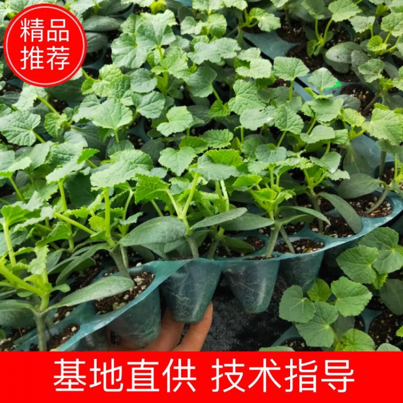 优质美浓香瓜嫁接苗，基地直发，质量保障，可视频看货