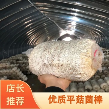 走量优惠啦！现货中低温平菇菌棒平菇菌包大比例豆饼原料
