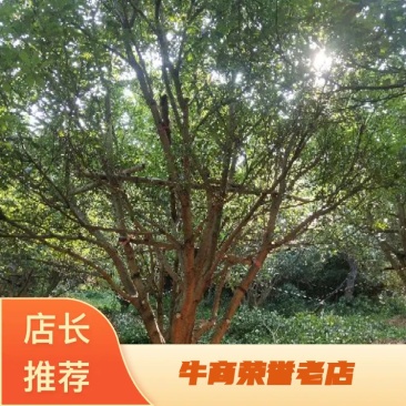 断根杨梅树熟货，地经25--35公分，工程苗基地直发量大从优