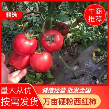 冀南万亩精品硬粉西红柿大量上市产地直销代发全国