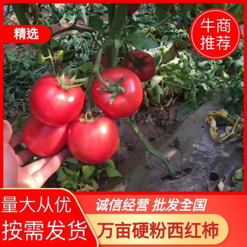 冀南万亩精品硬粉西红柿大量上市产地直销代发全国