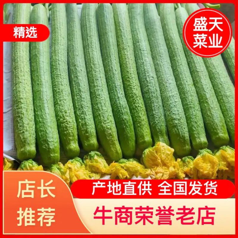 精品丝瓜大量供应中、商超电商食堂都行、保证质量
