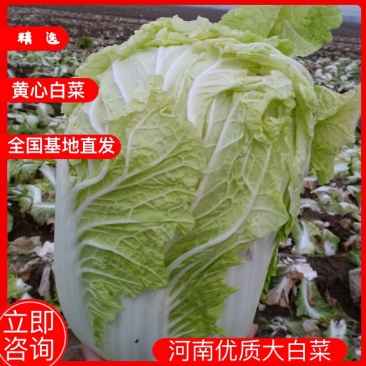 【优质菜】品质好价格低河南商丘大白菜，净菜，毛菜产地直供
