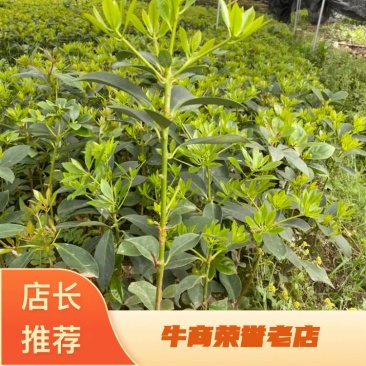 广西藤县大红八角嫁接苗基地直销杯苗现发量大从优