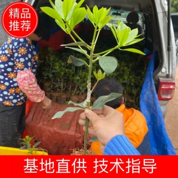 八角树树苗南北方庭院四季高产八角苗正宗广西藤县古龙八角嫁接苗
