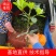 八角树树苗南北方庭院四季高产八角苗正宗广西藤县古龙八角嫁接苗