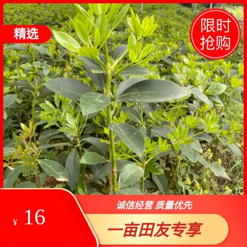 正宗广西藤县大红八角嫁接苗基地直销原装杯苗带泥头发货