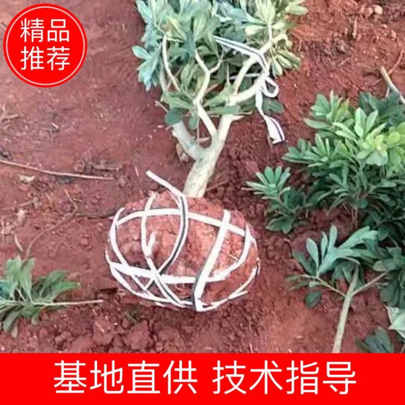【推荐】江西精品东魁杨梅苗落地冠，工程杨梅