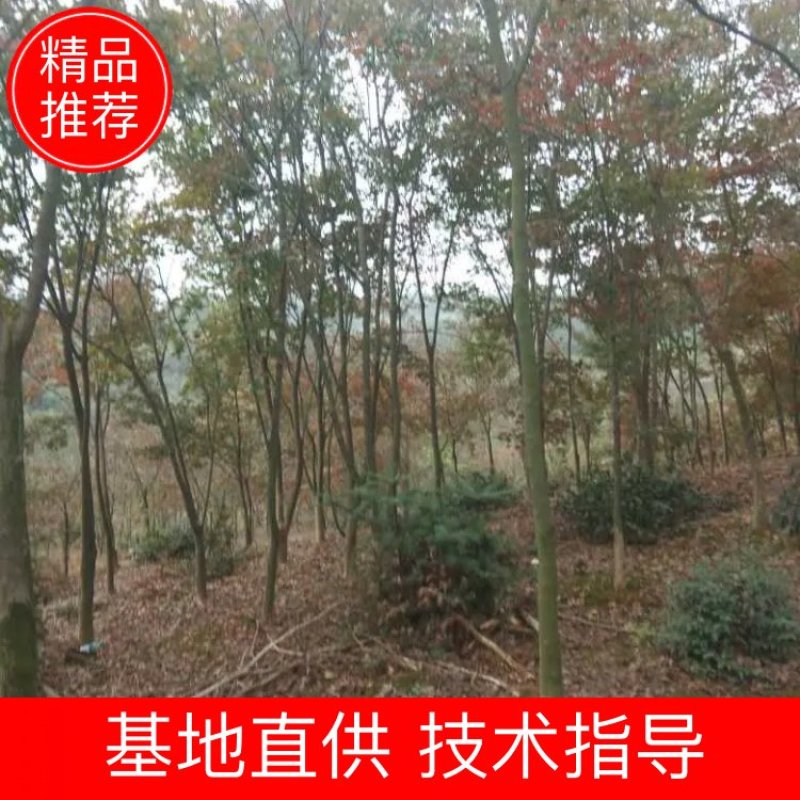 五角枫地径15公分，地经量，九江五角枫，需要联系我