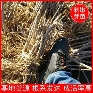 一年生刺嫩芽苗刺五加一年苗抗寒品种