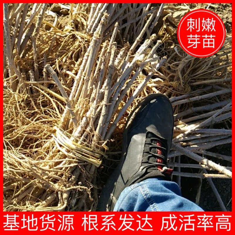 一年生刺嫩芽苗刺五加一年苗抗寒品种