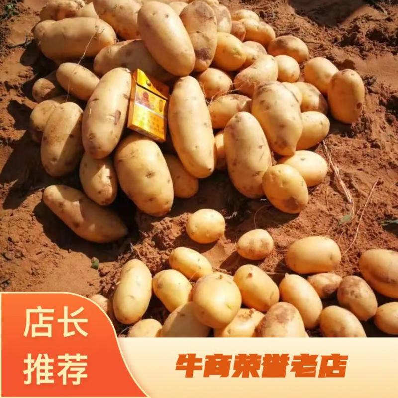 陕北纯沙地希森六号黄心226土豆颜色薯型非常漂亮