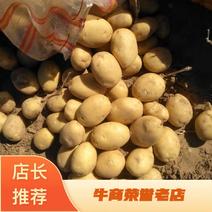 实验一土豆基地产区包装齐全陕北土豆基地货