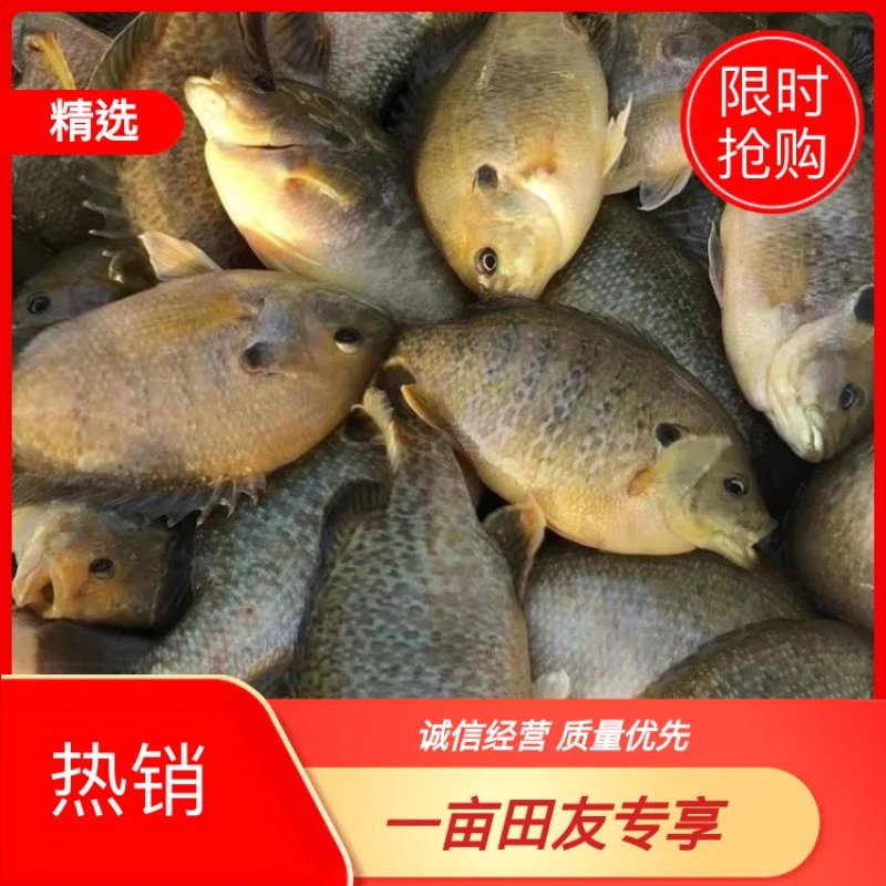 🔥🔥🔥精品养殖太阳鱼，肉质鲜美，大量批发大量有货