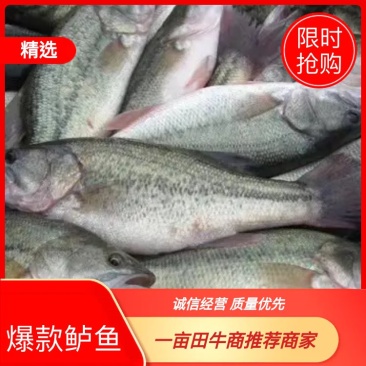 🔥🔥精品优质大鲈鱼-肉质鲜美本地直销-质量好量大从优