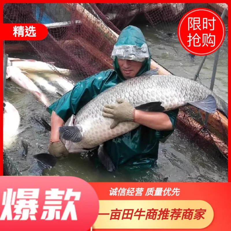 青鱼🔥🔥🔥长年供应10斤到100斤大青鱼，规格俱全