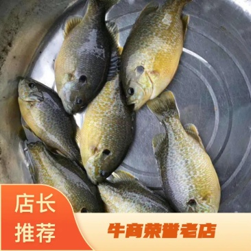 精品-特种太阳鱼1口味鲜嫩基地直销诚信经营量大价优