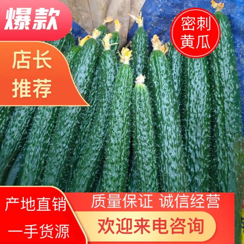 嫁接油黄瓜，密刺黄瓜。干花带刺，鲜花带刺30/40cm