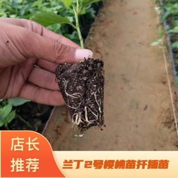 兰丁2号砧木苗，樱桃苗扦插苗，现货供应技术指导