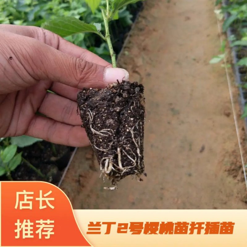 兰丁2号砧木苗，樱桃苗扦插苗，现货供应技术指导