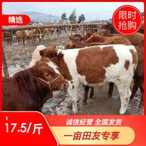 【黄牛】牛犊市场价全国配送黄牛肉牛保质保量
