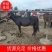 【现货】甘肃小毛驴肉驴子母驴繁殖驴德州驴