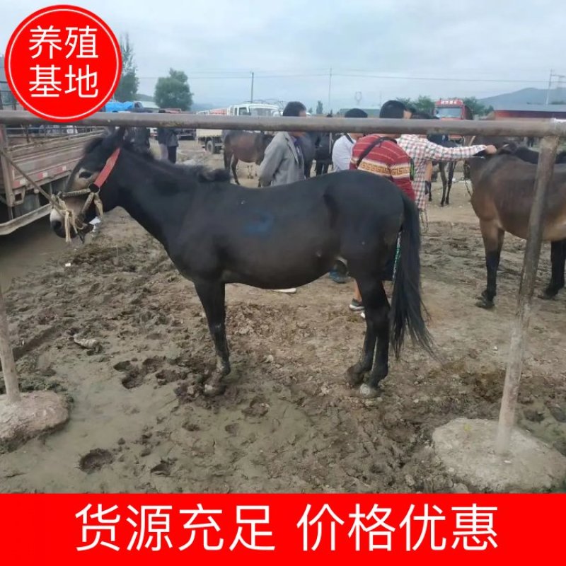 【现货】甘肃小毛驴肉驴子母驴繁殖驴德州驴